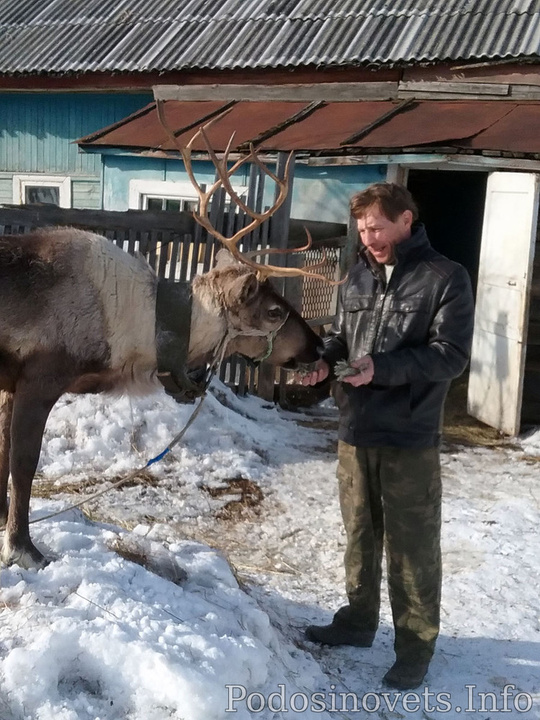 В Кировской области собираются разводить северных оленей и страусов (ФОТО)