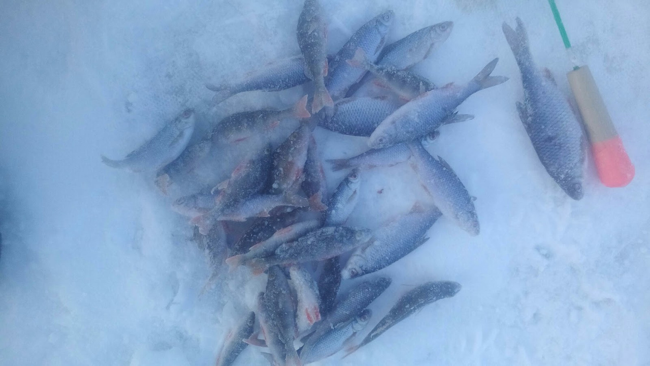 «Энергосберегающая» рыбалка и первые трофеи 2019. Новогодний отчёт с кировских водоёмов