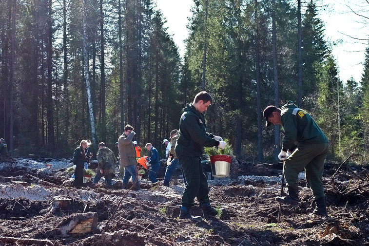 В Кировской области массовой высадкой саженцев сосен отметили Всероссийский День посадки леса (ФОТОРЕПОРТАЖ)