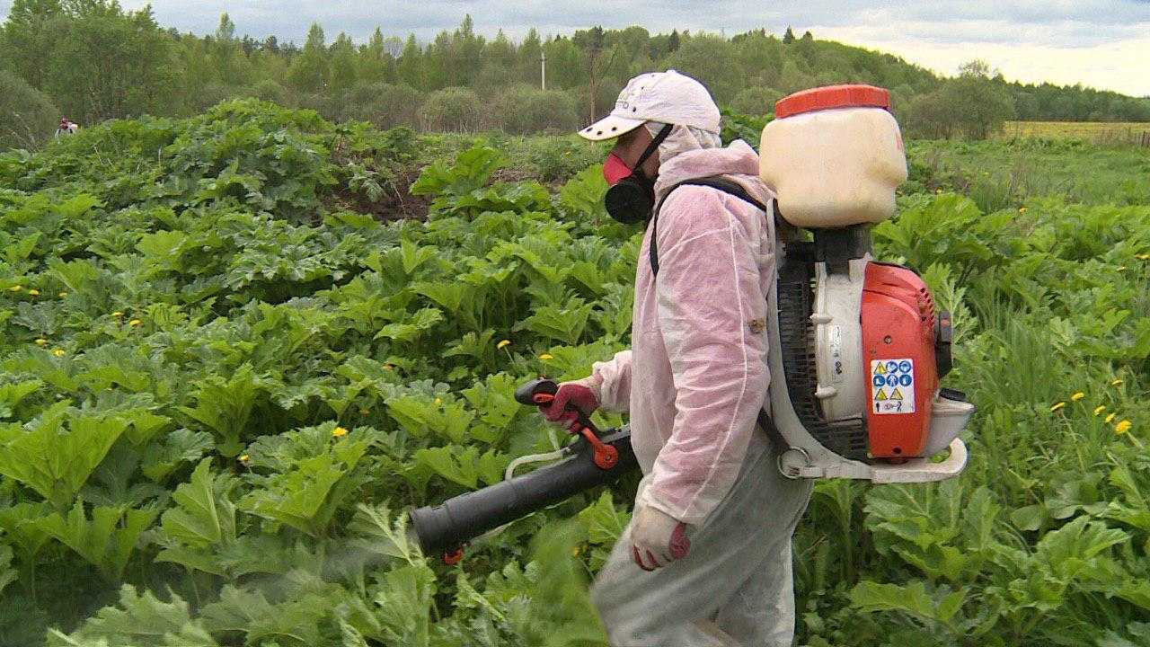 Картинки уничтожение борщевика