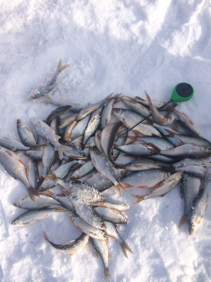 Трудовая рыба и вмёрзшие снасти. Еженедельный отчёт о рыбалке в Кировской области