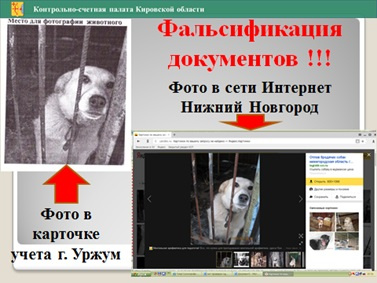 В 12 районах Кировской области обнаружили мошеннические схемы с контрактами на отлов бездомных животных