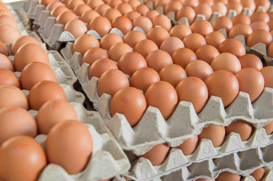 Яйцо куриное. Птицефабрика яйца. Производство яиц. Много куриных яиц. Купить яйцо в мордовии