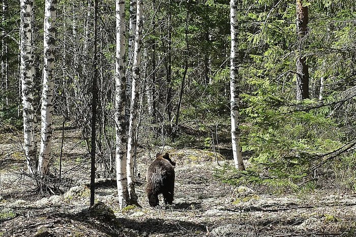 В Кировской области выпустили на волю спасённого медвежонка (фото)