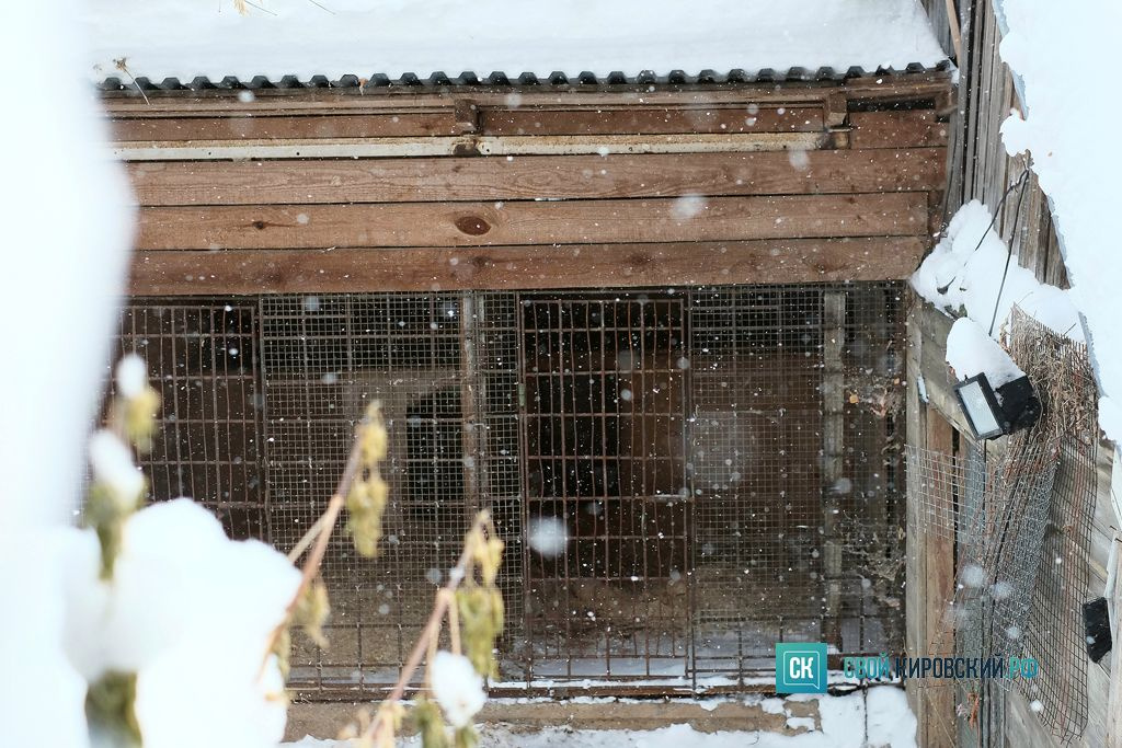 Собачья доля: какая судьба ожидает бродячих животных в Кирове