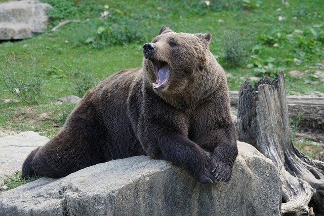 В Шабалинском районе из-за больного медведя на год объявили карантин