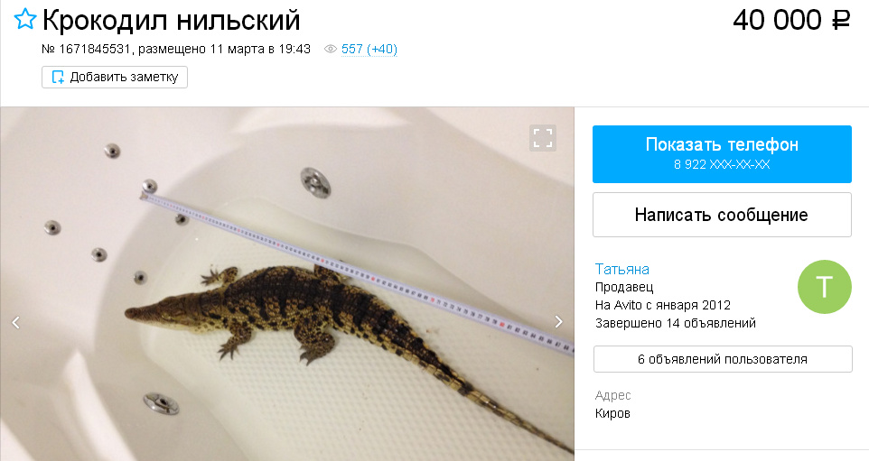 Кировчанка продаёт через интернет нильского крокодила