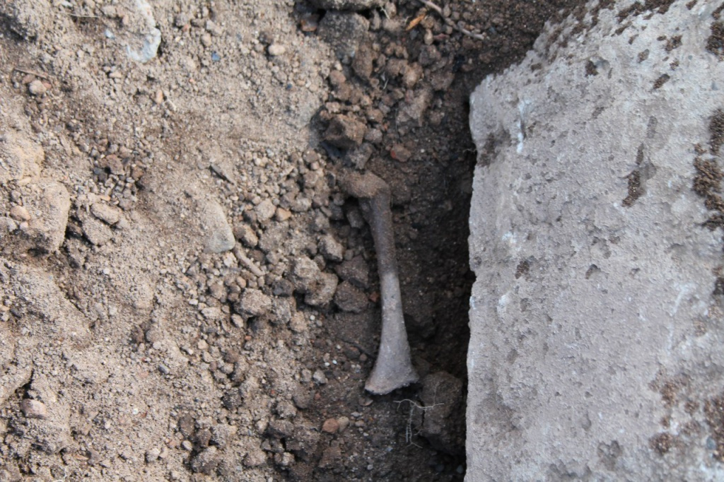 В Кировской области при строительстве дороги обнаружили кости древнего захоронения