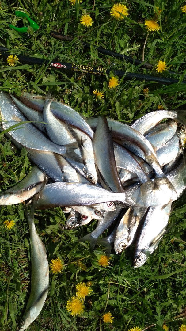 Удача и фиаско рыбацких выходных. Еженедельный отчёт с кировских водоёмов