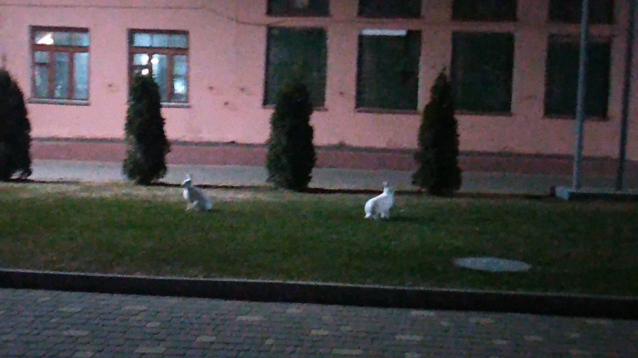 «Работники года уже стригут газон»: на кировском заводе сфотографировали кроликов
