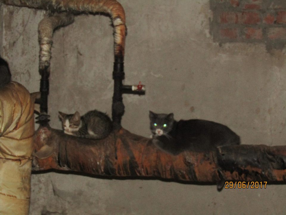 Кошки в подвале дома. Коты в подвале. Котенок в подвале. Кошка живет в подвале.