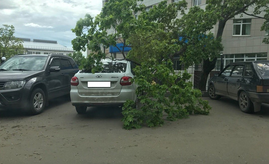 Что делать если на крышу упало дерево