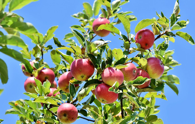 Выращивание яблонь в Кировской области