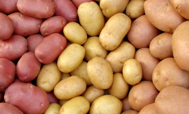 Выбор и обработка семенного картофеля для весенней посадки