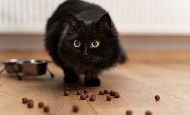 Исследование эволюционных аспектов поведения кошек: как они приспособились к жизни в домашних условиях