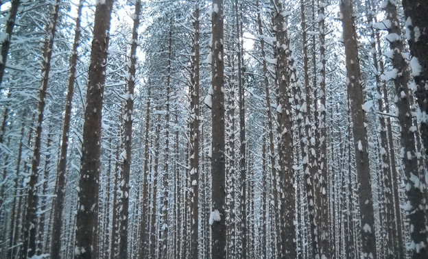 Непогода в лесу.