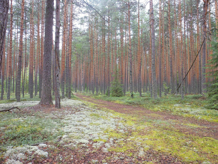 Край озёр и лесов. Чем интересен первый и единственный заповедник Кировской области