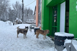 В России предложили ввести должность уполномоченного по защите животных