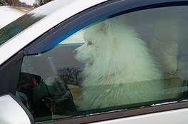 В Кировской области увидели собаку за рулём