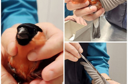 В Слободском спасли замёрзшего снегиря, которого нашли на улице