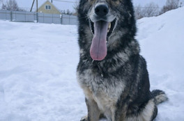 Кировская полиция отдает двух немецких овчарок