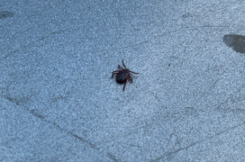 Глава Роспотребнадзора рассказала о мутировавших клещах в средней полосе России