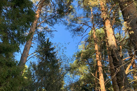 В лесах Кировской области завершился пожароопасный сезон