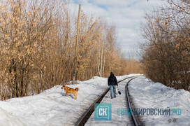 Депутаты попросили расширить перечень опасных пород собак