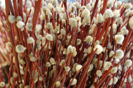 Можно ли рвать вербу в Кирове на Вербное воскресенье?