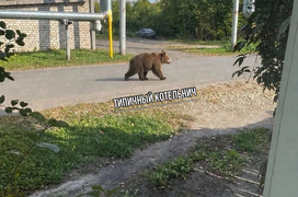 В Котельниче заметили медвежонка