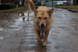 В Кирове собаки и кошки покусали шесть горожан