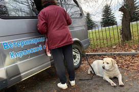 С 23 марта в Кировской области начнут прививать домашних животных от бешенства