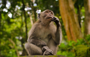 Что такое обезьянья оспа и как она передаётся человеку?