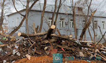 В Кирове за полтора года обрезали почти 4,5 тысячи деревьев и кустарников