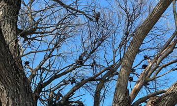 В Кирове ждут снегопады и похолодание