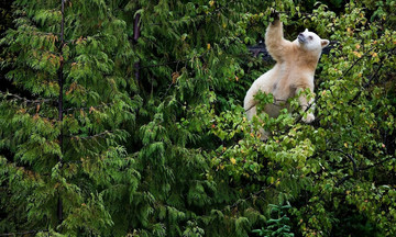 В Суне скрипучее дерево пугало местных жителей звуками медведя