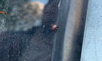 В Кировской области резко вырос спрос на прививки от клещевого энцефалита