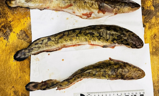 В Кировской области рыбаки попали под уголовное дело за ловлю налима