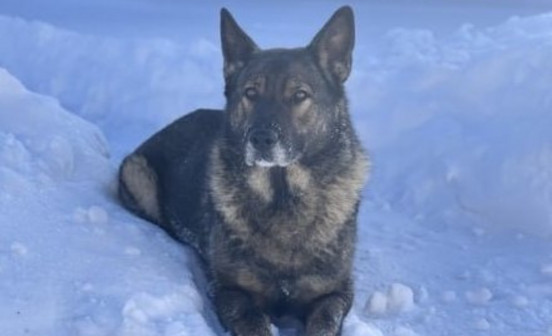 Полиция Кировской области ищет хозяев для служебной овчарки Индиры