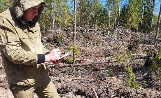 В Юрьянском районе незаконно вырубили лес более чем на 300 тысяч рублей
