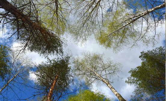 В Кировской области ожидается прохладное лето из-за течения в Тихом океане