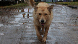 В Верхнекамском районе проведут отлов бездомных собак