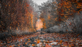 Конец октября в Кировской области порадует тёплой и сухой погодой