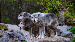 С начала года в Кировской области добыли 259 волков