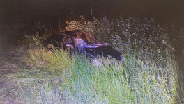 В Слободском районе «Приора» сбила лося