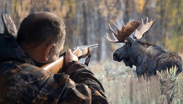 Охотник из Лебяжского района выплатил крупную компенсацию за убийство лося