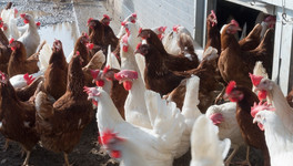 Работникам птицефабрики «Фалёнская» девять месяцев не платили зарплату