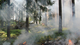 В Кирово-Чепецком районе загорелось больше 30 гектаров леса
