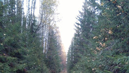Лесоруб из Опаринского района незаконно вырубил деревьев на 6 миллионов рублей
