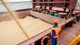 Россия бесплатно поставит шести африканским странам до 50 тысяч тонн зерна